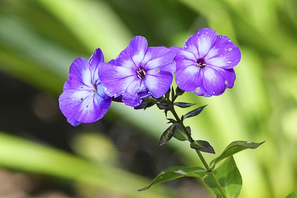 自然 开花 植物 花