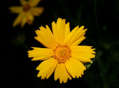 Nature blossom plant photography Photo