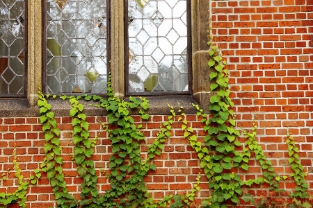 Architecture flower window wall Photo