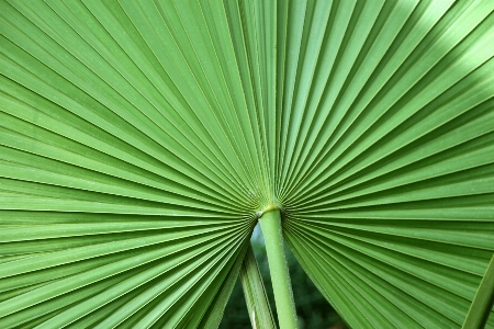 Tree grass wing plant Photo