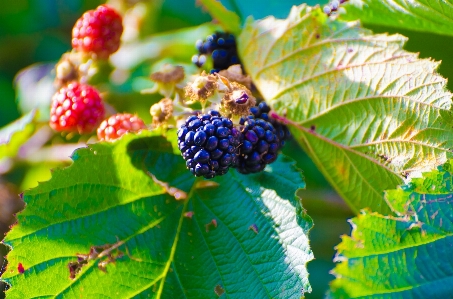 Tree nature blossom plant Photo