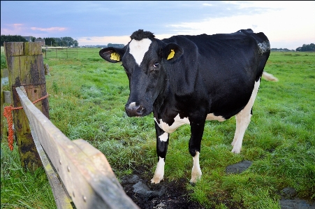 Foto Ar livre campo fazenda prado
