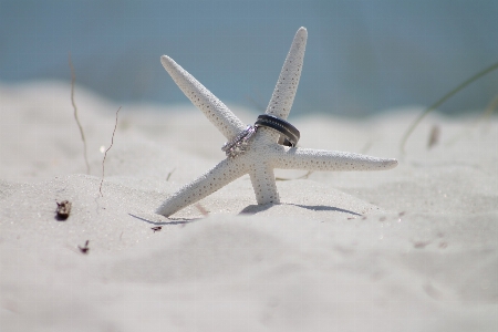 Photo Plage sable océan neige