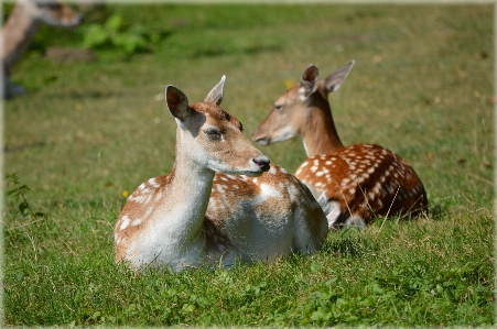 Foto Natureza região selvagem
 animal animais selvagens