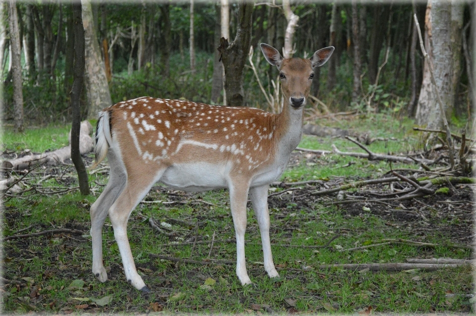 Natureza região selvagem
 animal animais selvagens