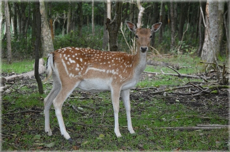 Nature wilderness animal wildlife Photo