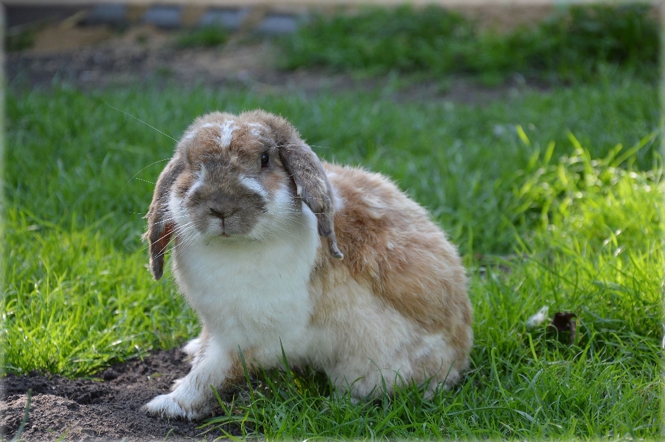 Natur gras bauernhof tier