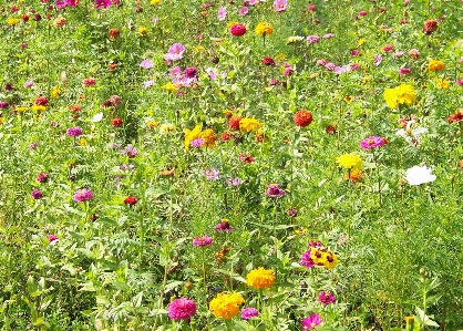 Blossom plant field lawn Photo