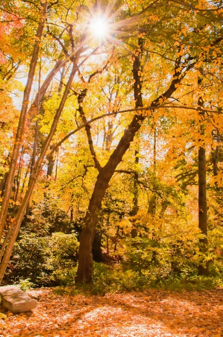 Paysage arbre nature forêt