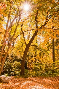 Landscape tree nature forest Photo