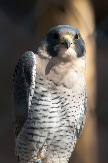 自然 アウトドア 鳥 羽