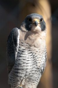 Photo Nature extérieur oiseau aile