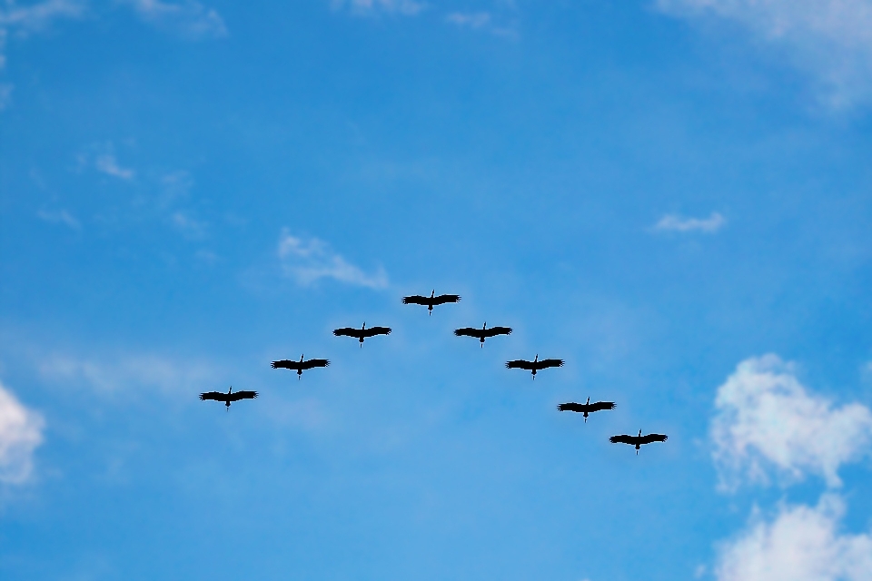 Bird wing cloud sky