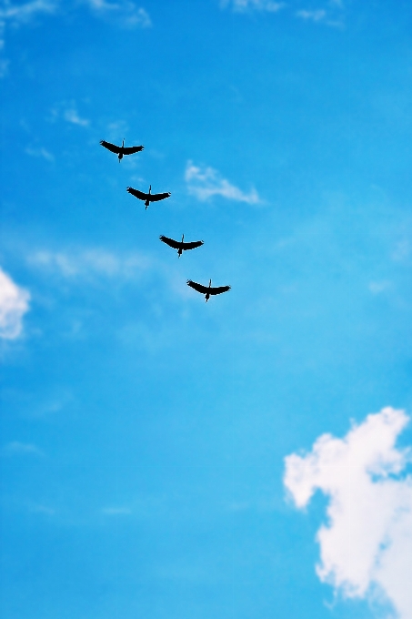 Sea bird wing cloud