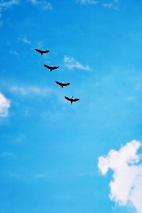 Sea bird wing cloud Photo