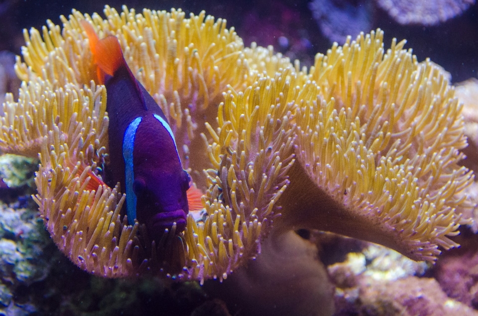 海 海岸 自然 海洋