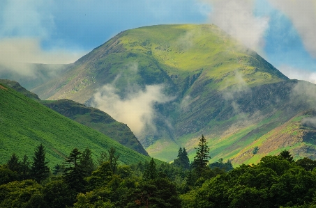 Landscape tree nature forest Photo