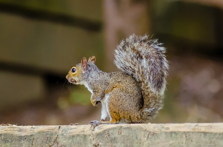 Nature forest branch animal Photo