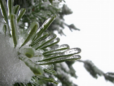 木 自然 ブランチ 雪 写真