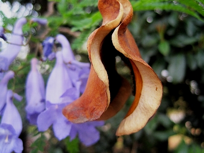 木 自然 成長 植物 写真