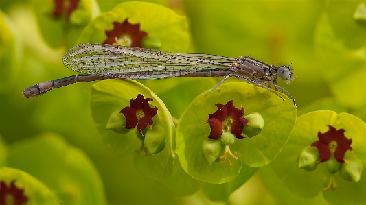 Foto Natureza plantar fotografia folha