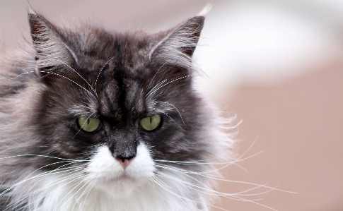 Photo Animal de compagnie se détendre chaton chat