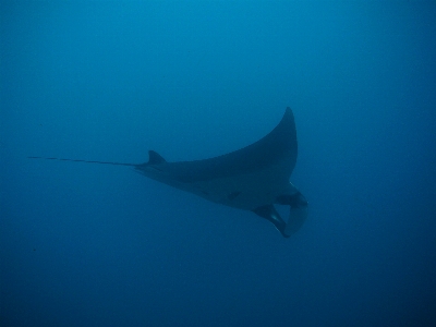 Foto Mar oceano mergulhando embaixo da agua