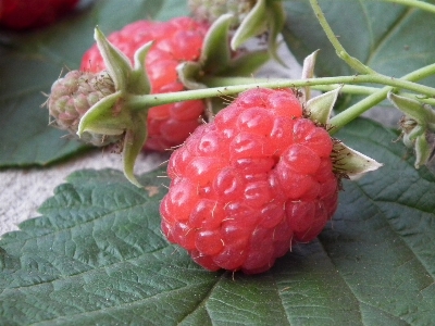 Plant raspberry fruit berry Photo