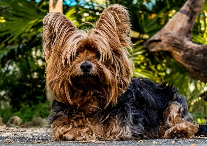 Foto Anjing mamalia bertulang belakang
 ras anjing
