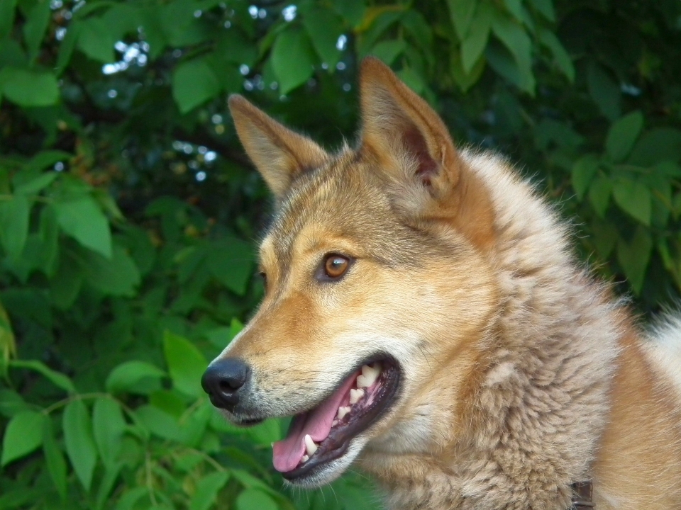 Sicht welpe hund porträt