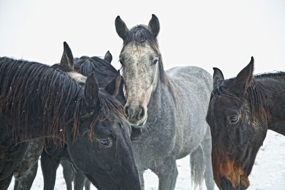 Inverno cavalo mamífero garanhão