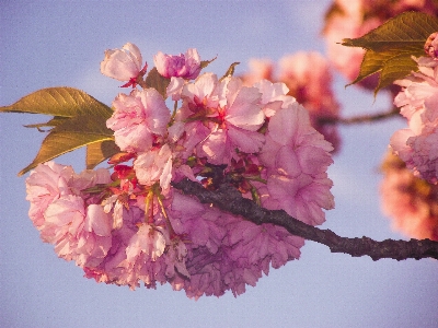 Nature branch blossom plant Photo