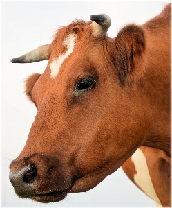 Field farm countryside animal Photo