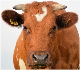 Field farm countryside animal Photo