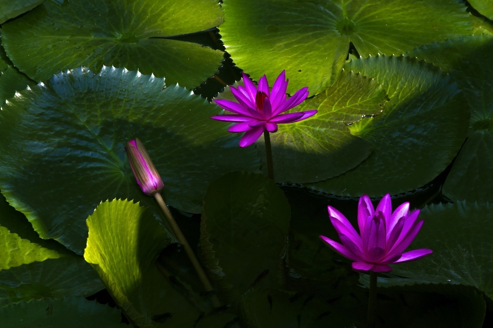 水 自然 花 成長