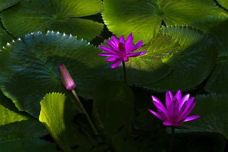 Water nature blossom growth Photo