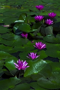 水 自然 生长 植物 照片