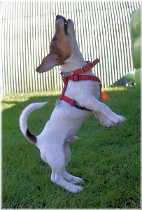 Welpe hund haustier säugetier Foto