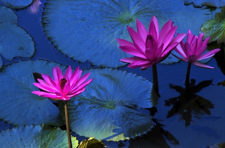 水 自然 开花 生长 照片