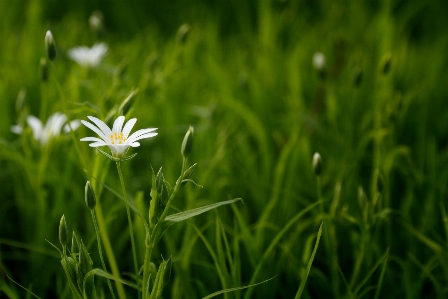 Nature grass blossom growth Photo