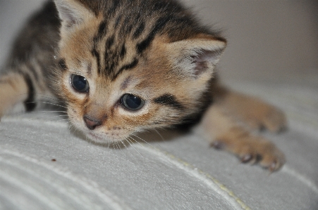 Foto Animale gattino gatto felino