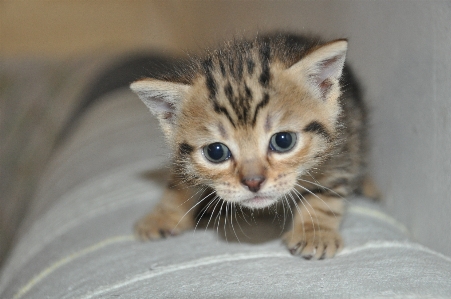 Foto Anak kucing mamalia fauna