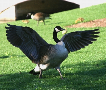 Nature bird wing animal Photo