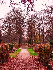 Foto Paisagem árvore natureza grama