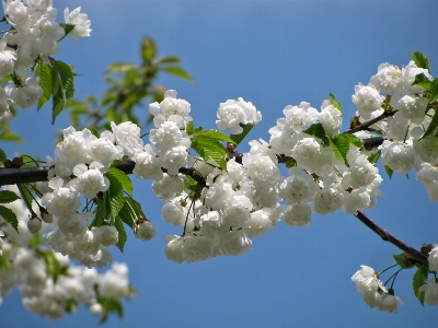 Tree nature branch blossom Photo