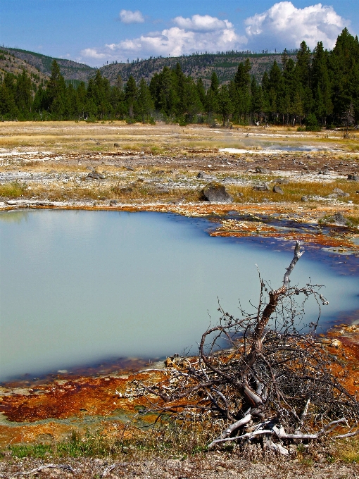 Landschaft baum wasser natur