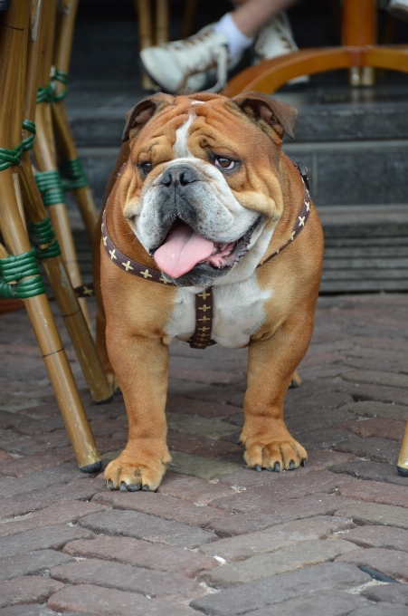 Luar ruangan anjing satwa peliharaan