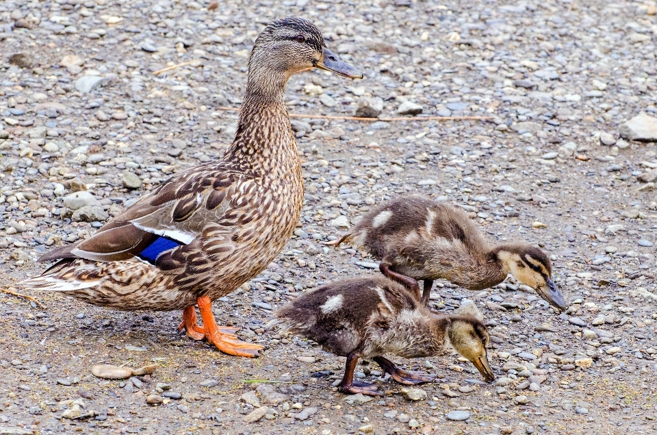 Acqua uccello bagnato maschio