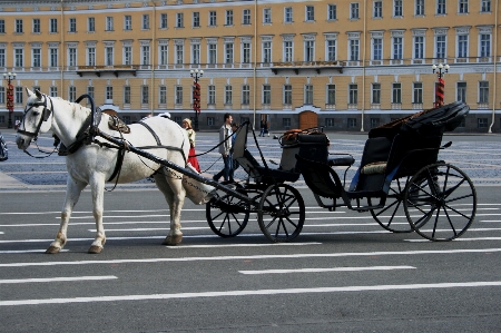 Фото белый тележка транспортное средство лошадь