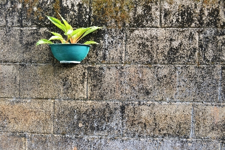 Grass rock lawn wall Photo